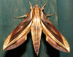 Xylophanes pyrrhus