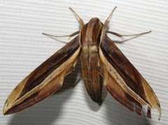 Xylophanes pyrrhus