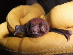 Mormoops megalophylla