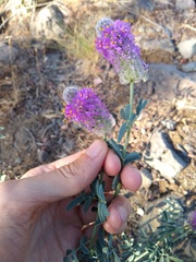 Dalea ornata