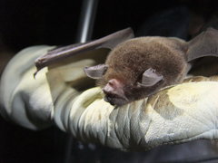 Pteronotus parnellii