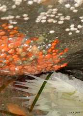 Metandrocarpa taylori