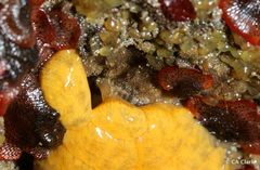 Watersipora subtorquata