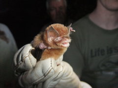 Natalus tumidirostris