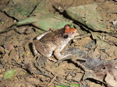 Leptodactylus validus