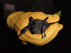 Phyllostomus hastatus