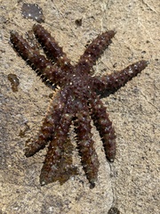 Coscinasterias