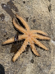 Coscinasterias