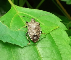 Halyomorpha picus