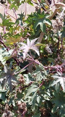 Ricinus communis