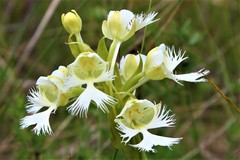 Platanthera praeclara