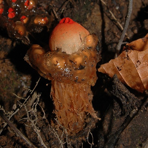 stalked puffball-in-aspic