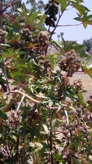Ricinus communis