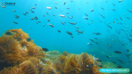 Photo of Magnificent anemone (Heteractis magnifica)