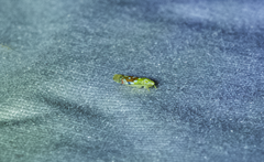 Erythroneura reflecta