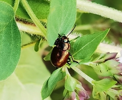 Chrysolina polita