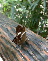 Abisara neophron