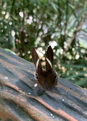 Abisara neophron