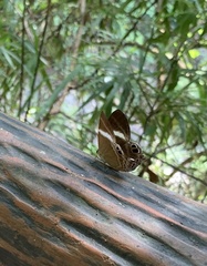Abisara neophron