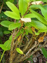 Exobasidium vaccinii-uliginosi