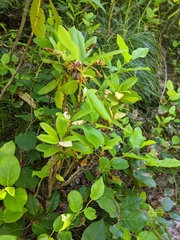 Exobasidium vaccinii-uliginosi