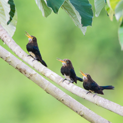 Brachygalba lugubris