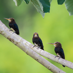 Brachygalba lugubris