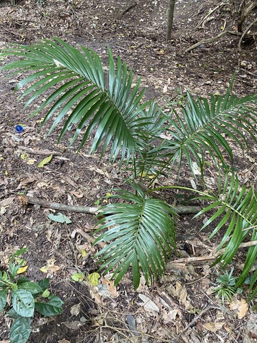 Archontophoenix alexandrae