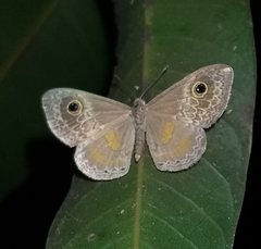 Perophthalma tullius