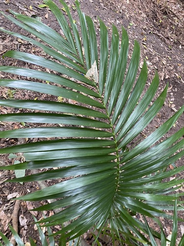 Archontophoenix alexandrae