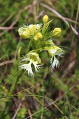 Platanthera praeclara