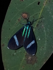 Mydromera notochloris