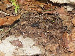 Pseudouroctonus reddelli