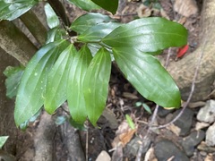 Cryptocarya laevigata