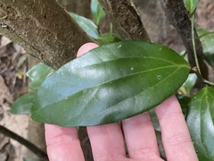 Cryptocarya laevigata