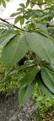 Aesculus indica