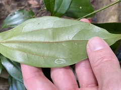 Cryptocarya laevigata