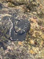 Chaenogobius annularis