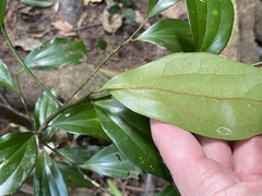 Cryptocarya laevigata