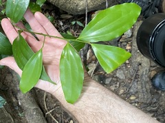 Cryptocarya laevigata