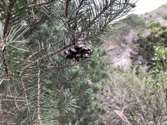 Pinus remota