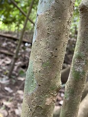 Cryptocarya laevigata