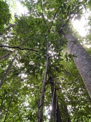Cryptocarya laevigata