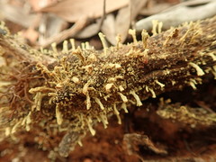 Thysanothecium scutellatum