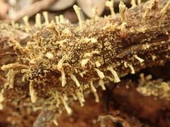 Thysanothecium scutellatum