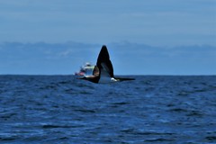 Sula leucogaster brewsteri