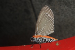 Aganainae