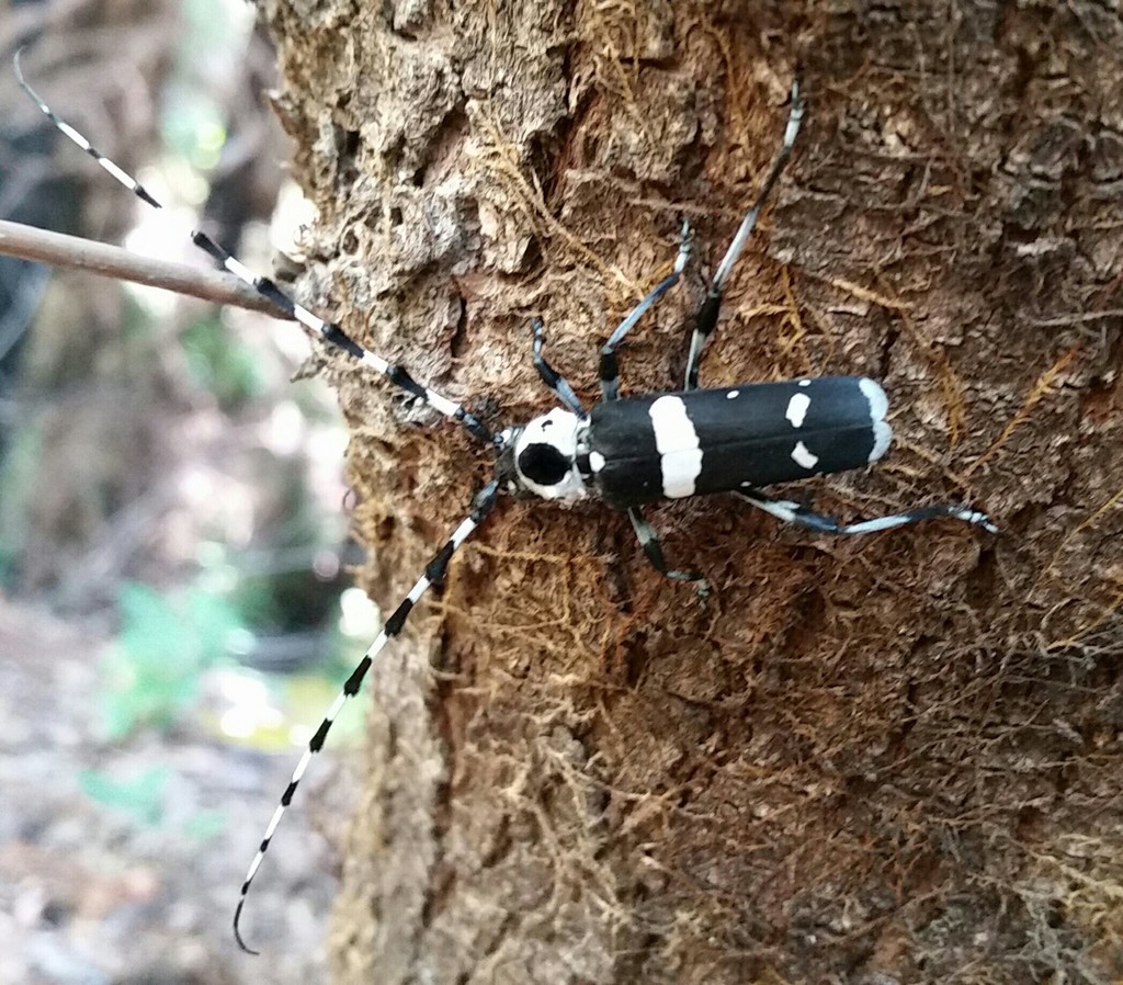 Banded Alder Borer