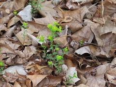 Euphorbia roemeriana