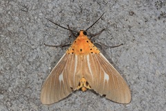 Asota producta